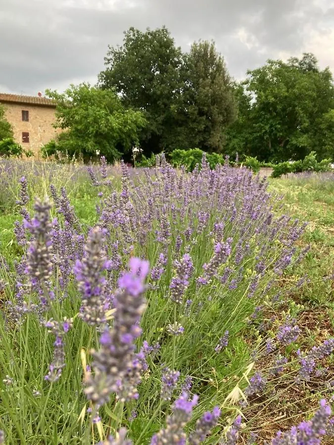 Claudia Vacanza Toscana - Appartamento Nocciolo- 10 Min Da Siena Malignano Italy
